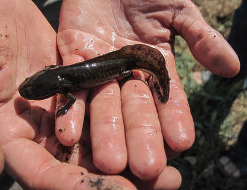 Ambystoma mexicanum photograph by the iNaturalist community