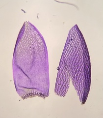Sphagnum tenellum