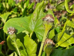 Dolichorrhiza caucasica
