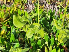 Dolichorrhiza caucasica