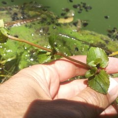 Erythranthe guttata