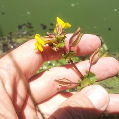 Erythranthe guttata