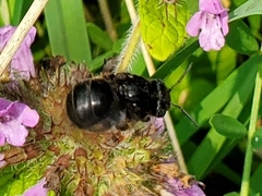 Melissodes bimaculatus