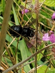 Melissodes bimaculatus