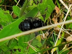 Melissodes bimaculatus