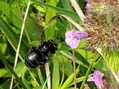 Melissodes bimaculatus