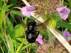 Melissodes bimaculatus