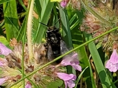 Melissodes bimaculatus