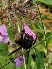 Melissodes bimaculatus