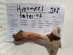 Hypomyces lateritius