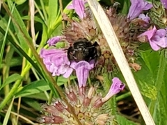 Melissodes bimaculatus