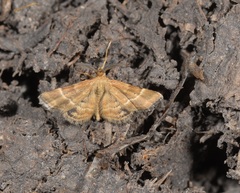 Emmiltis pygmaearia