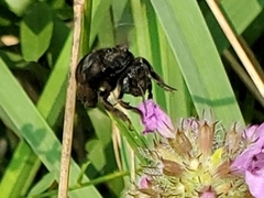 Melissodes bimaculatus