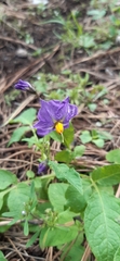 Solanum verrucosum