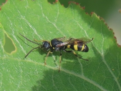 Lestiphorus bicinctus