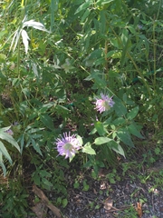Monarda