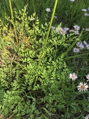 Ligusticum porteri