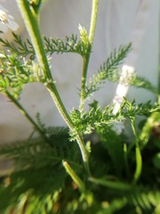 Achillea millefolium