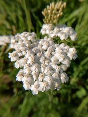 Achillea millefolium