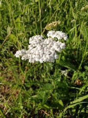 Achillea millefolium