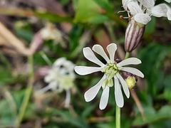 Silene saxatilis