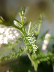 Achillea millefolium