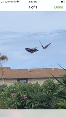 Heraclides cresphontes