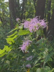 Monarda