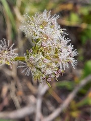 Valeriana alpestris