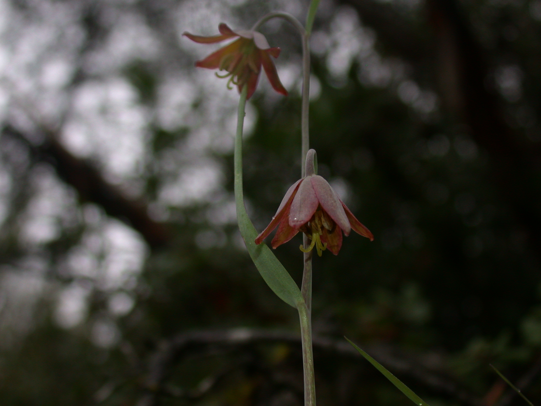 Fritillaria micrantha