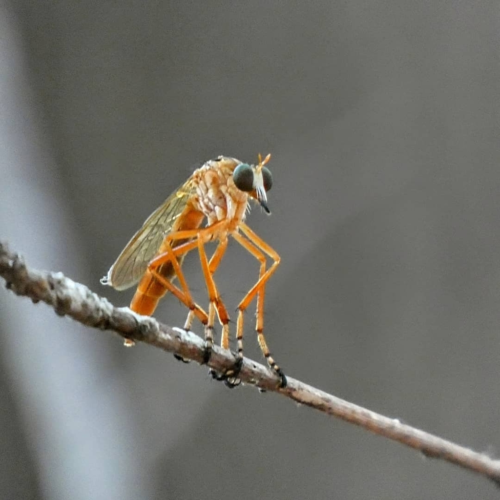 Plain-tailed Hanging Thief