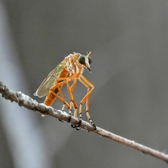 Plain-tailed Hanging Thief