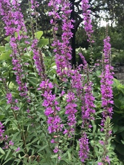 Lythrum salicaria