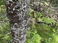 Sphaerophorus globosus