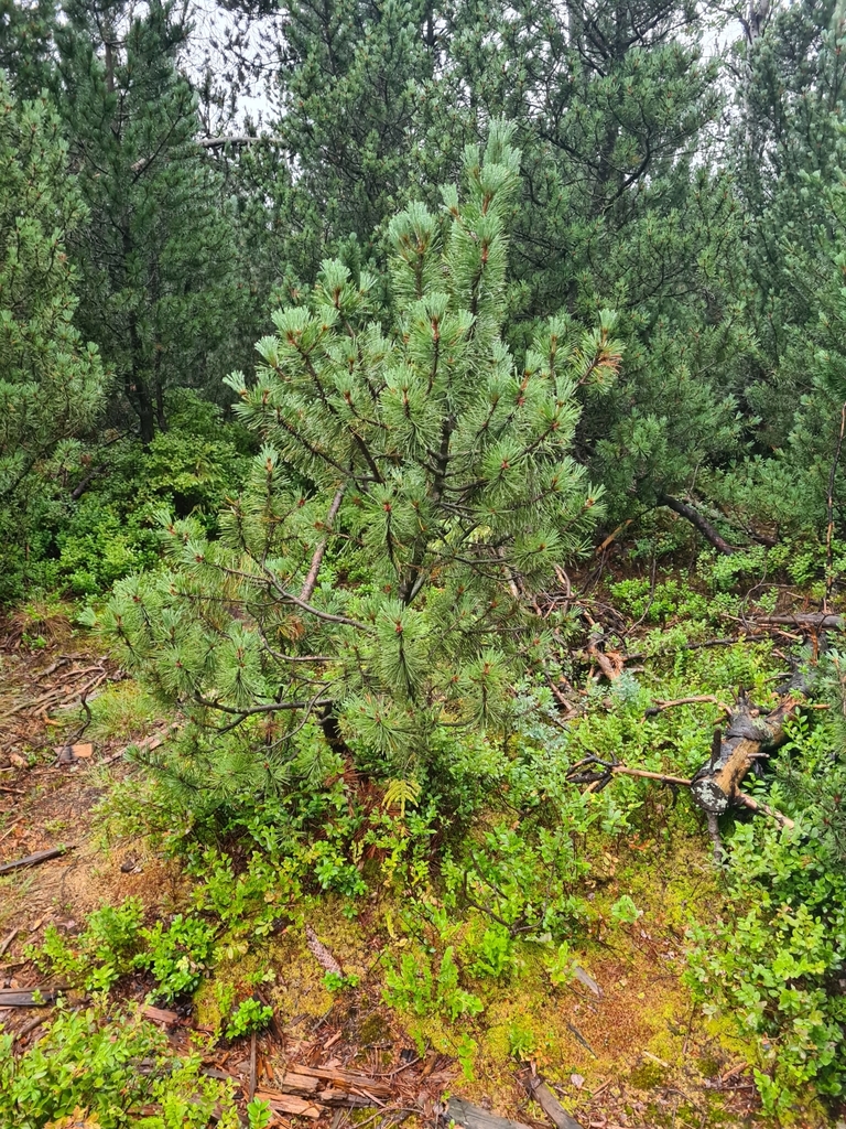 Pinus × rhaetica (Pinus × rhaetica)