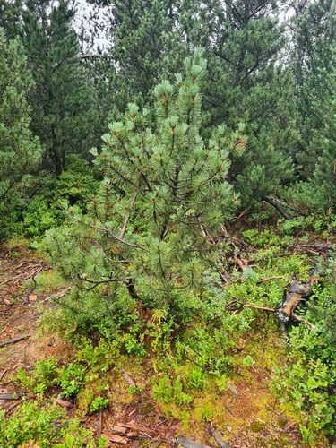 Pinus rhaetica