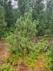 Pinus × rhaetica - Photo (c) Jacek Pietruszewski, some rights reserved (CC BY), uploaded by Jacek Pietruszewski
