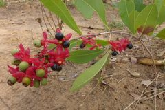 Ochnaceae