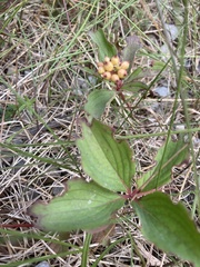 Cornus unalaschkensis