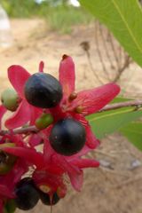 Ochnaceae