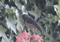 Diglossa carbonaria