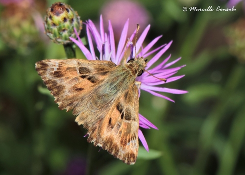 Mallow Skipper