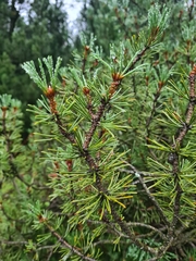Pinus × rhaetica, photograph (c) Jacek Pietruszewski, some rights reserved (CC BY)