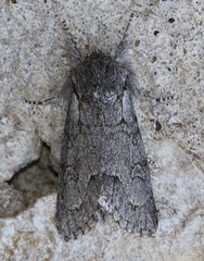 Acronicta tota