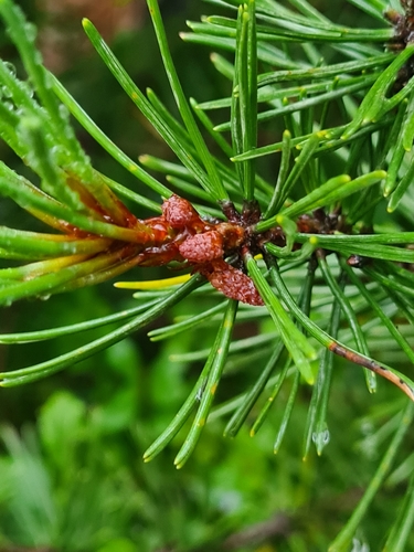 Pinus × rhaetica, photograph 3