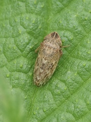 Aphrodes makarovi