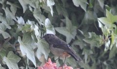 Diglossa carbonaria