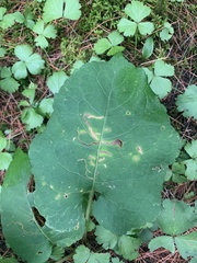 Scrobipalpula manierreorum