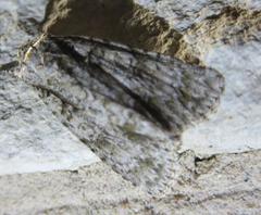 Acronicta rubricoma