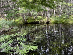 Sparganium fluctuans